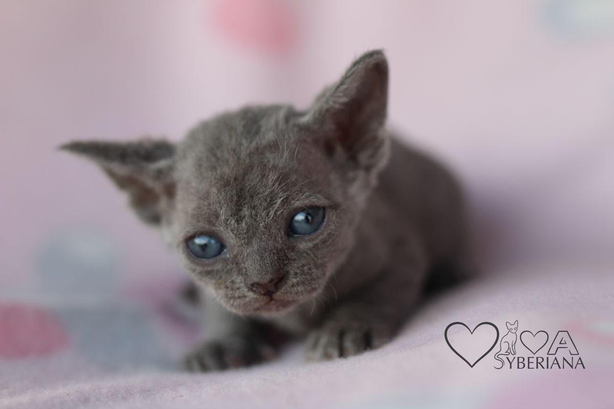 Niebieska koteczka Devon rex