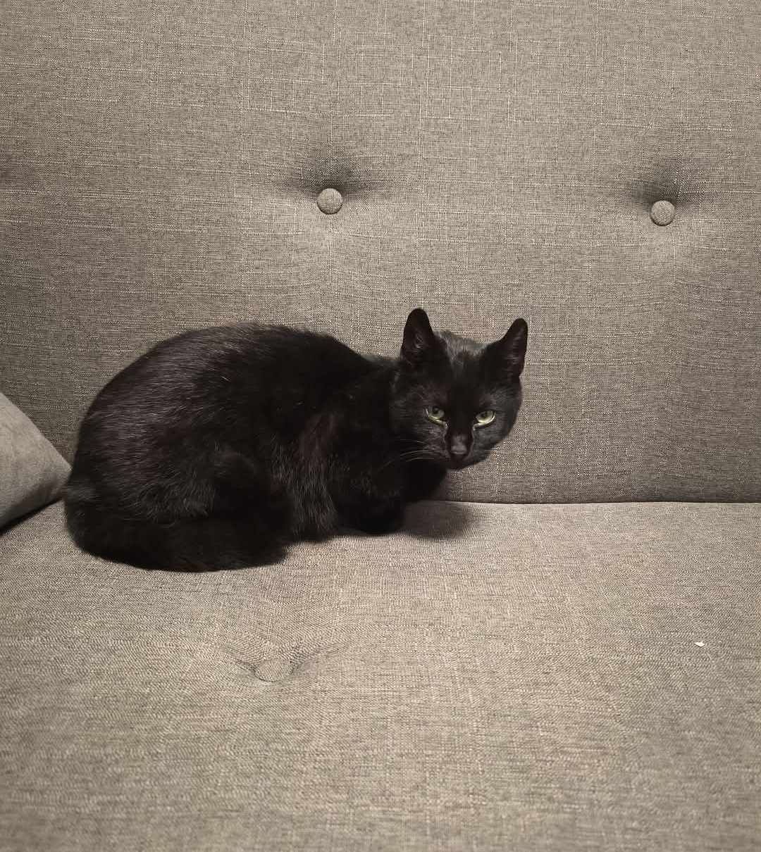 Kot kotek do adopcji