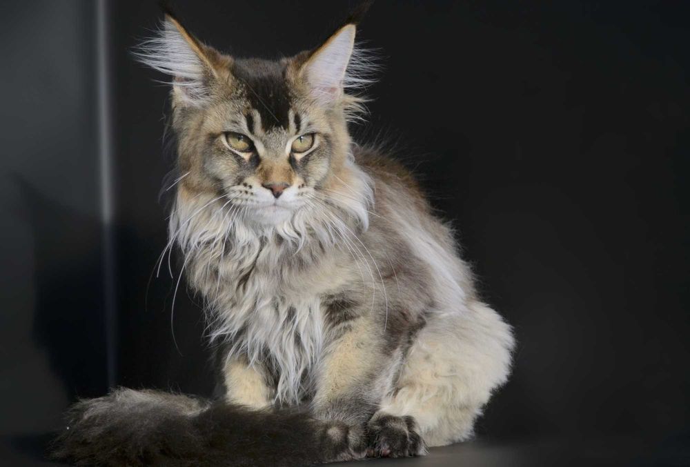 Мейн кун . Мальчик Макс 4 мес.