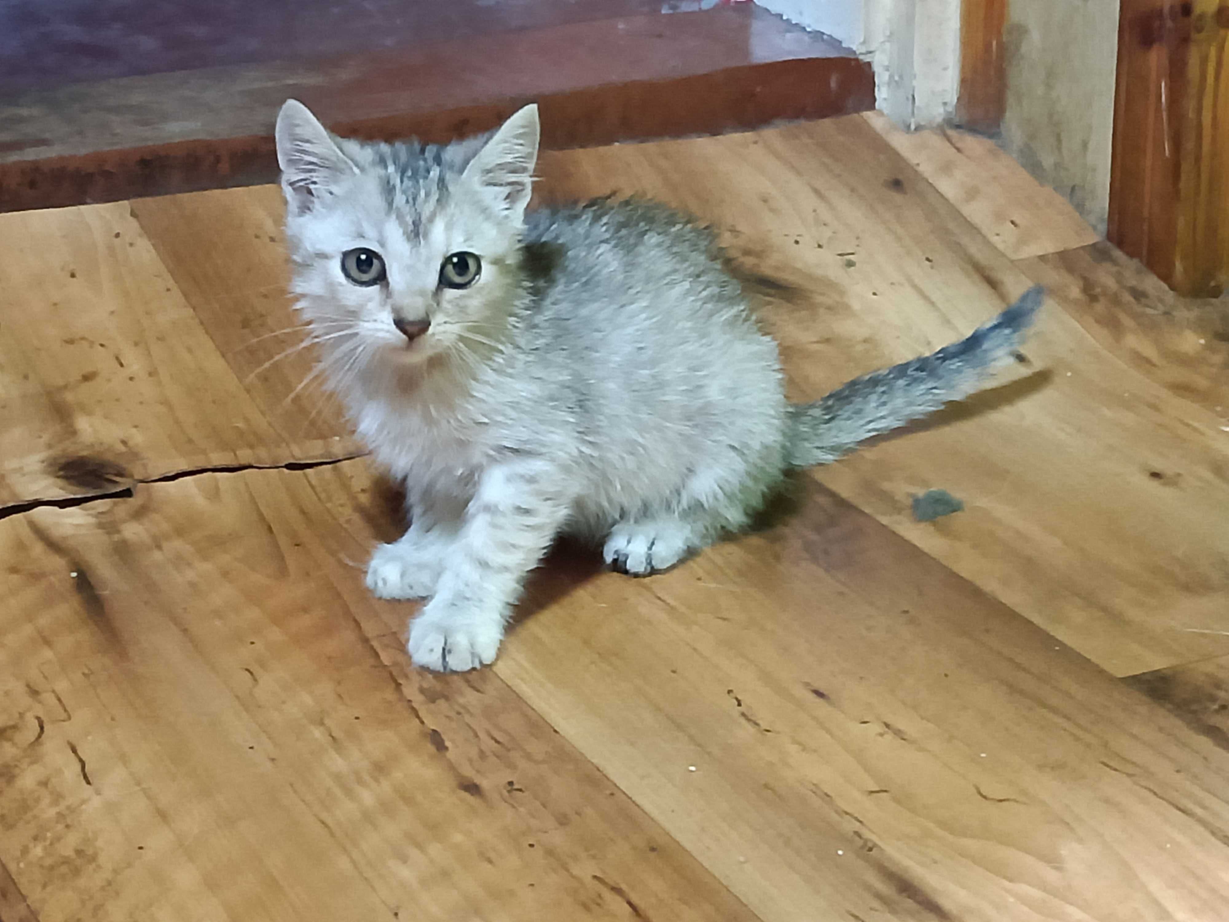 Mała szara kotka ok. 4 tygodni szuka domu (nr 3)