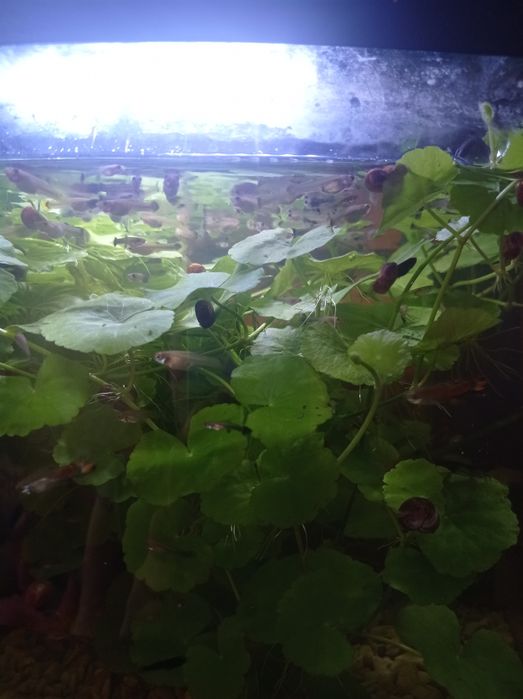 Рибки Гуппі молоді