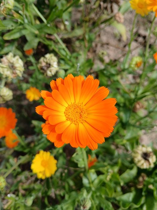 Календула нагідки свіжа сушена розсада