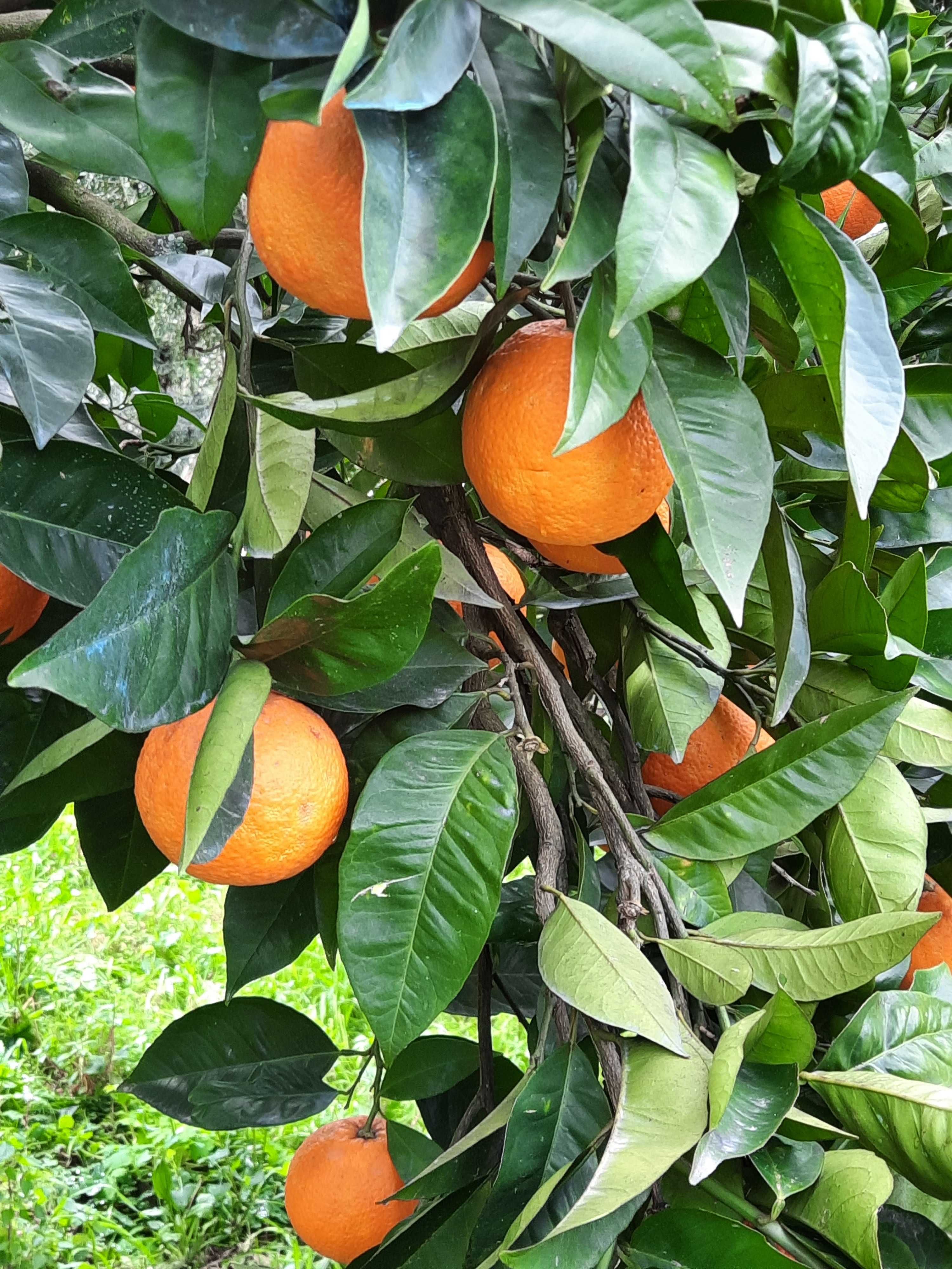 Citrinos - Laranjas, clementinas e tangerinas