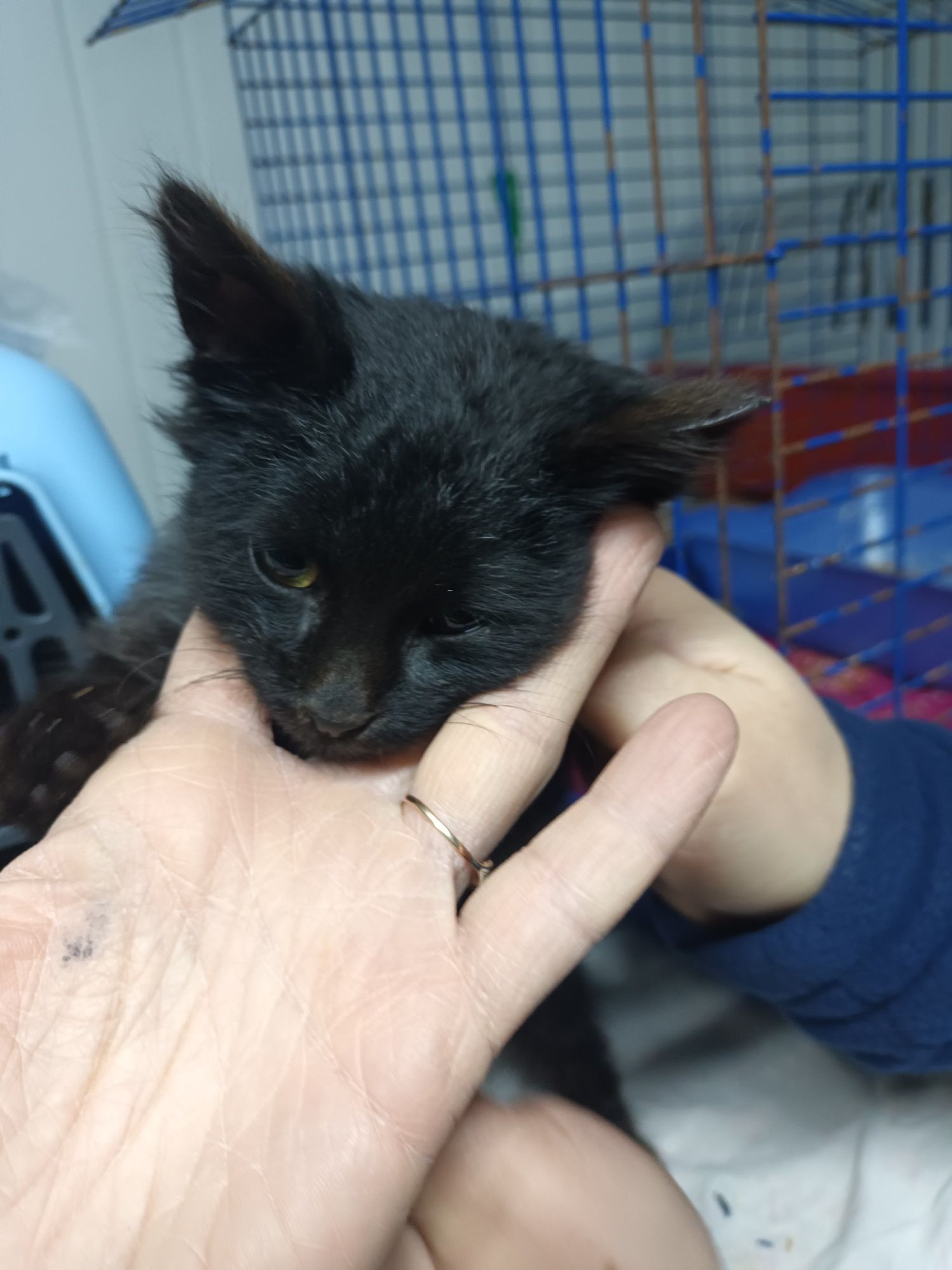 Кошеня 2 міс хлопчик Бахмут