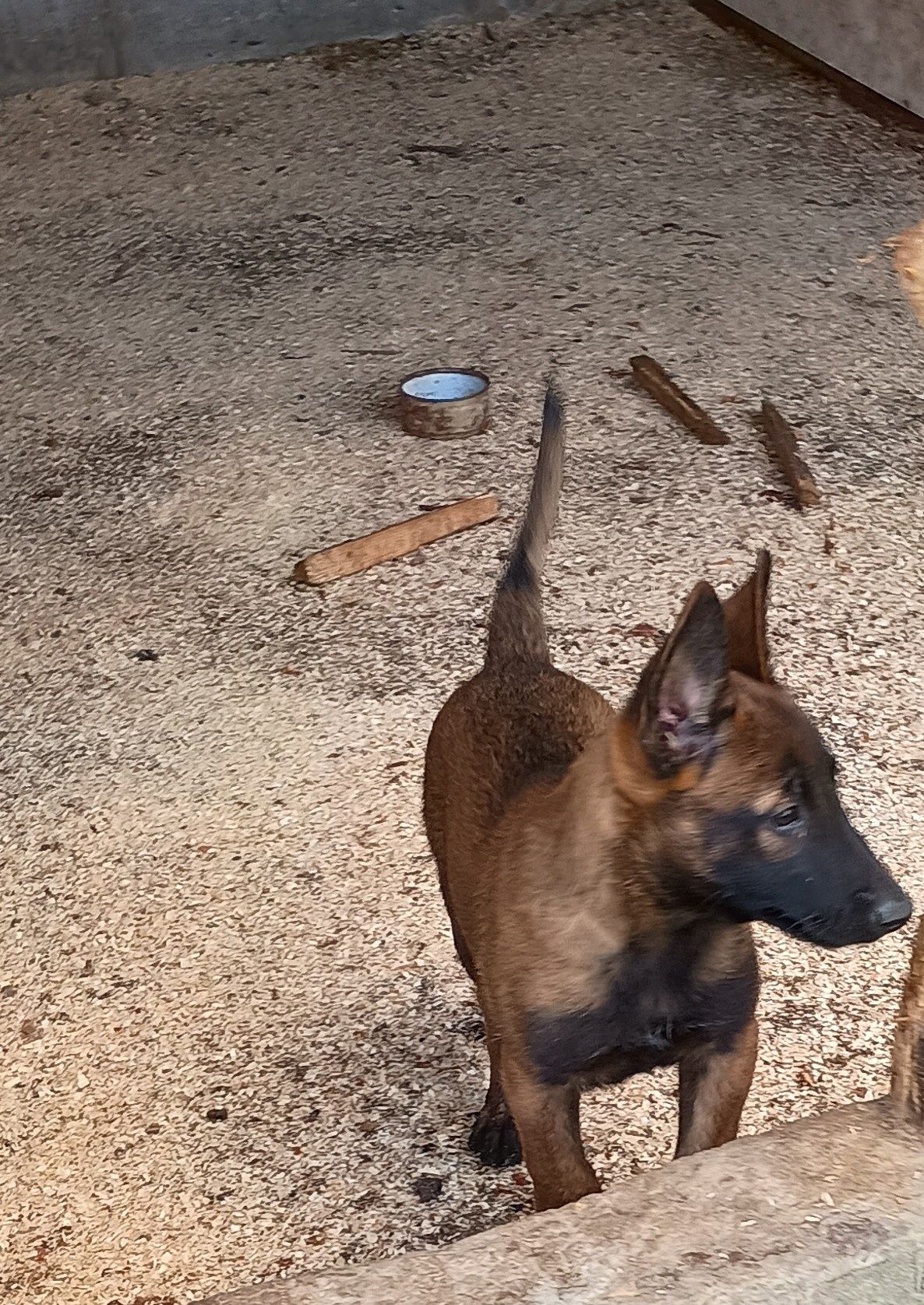 Owczarek belgijski malinois