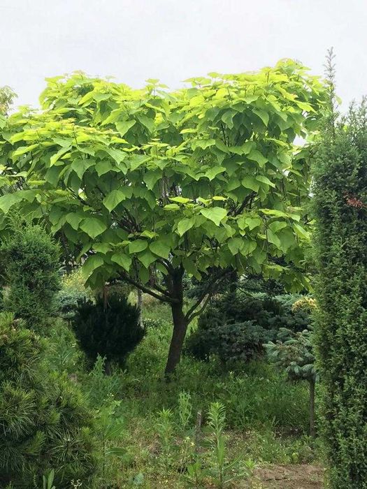 Szkółka drzew i krzewów, lampy ogrodowe