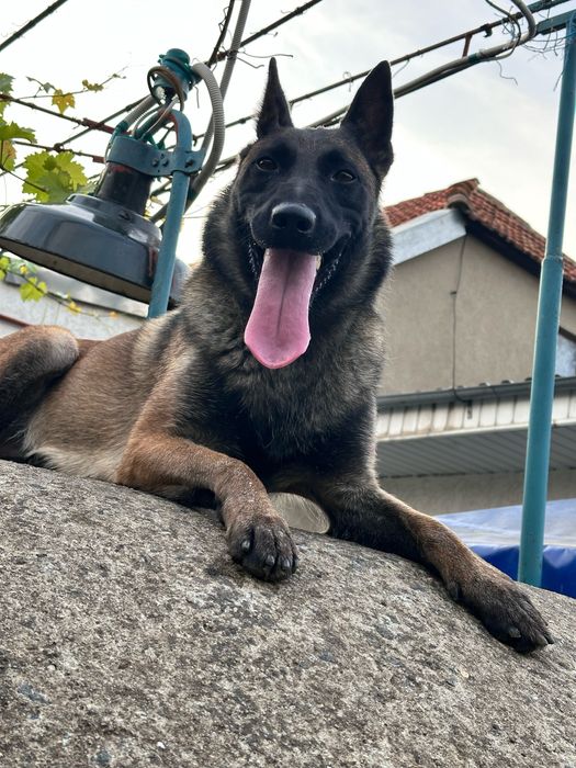 Ищем жениха бельгийской овчарки маленуа