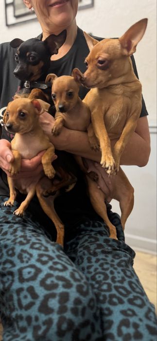 Щенки Той Терьера