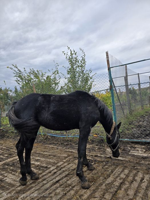 Продається молодий кінь