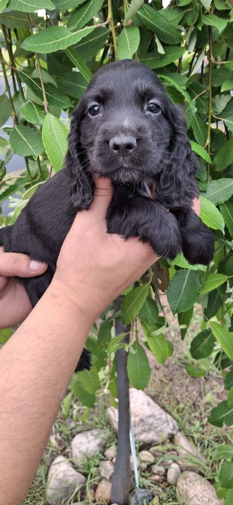 Cocker Spaniel Angielski piękny piesek