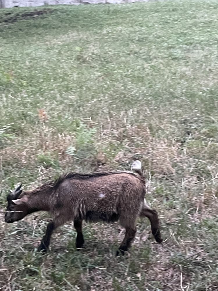 Cabrito anão macho