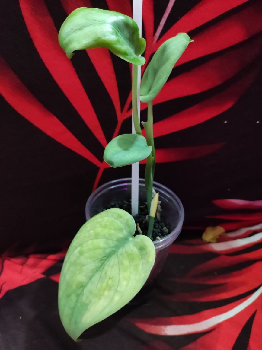 Scindapsus Tatoo cała roślina