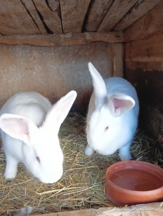 Sprzedam króliki termońskis