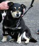 Hugo - pies do adopcji!!!