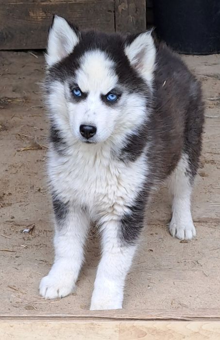 Piekny piesek Siberian Husky
