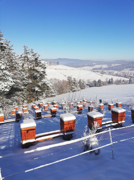 PSZCZOLY,Rodziny Pszczele przezimowane