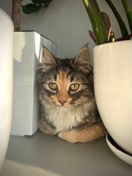 Ніжна кішечка в родину