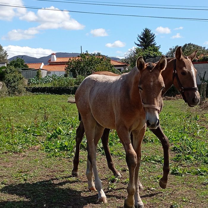 Poldro PSL  letra V.