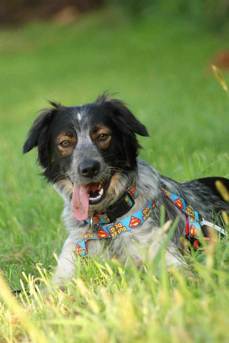 Nieduży, młody psiak o pięknym umaszczeniu do adopcji - Rezner