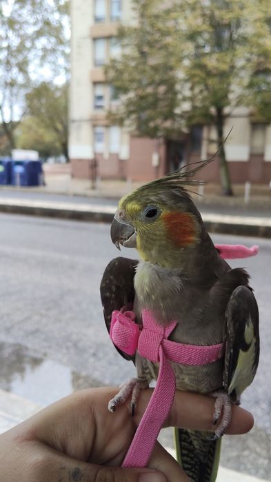Treino aves para voo livre e amanso