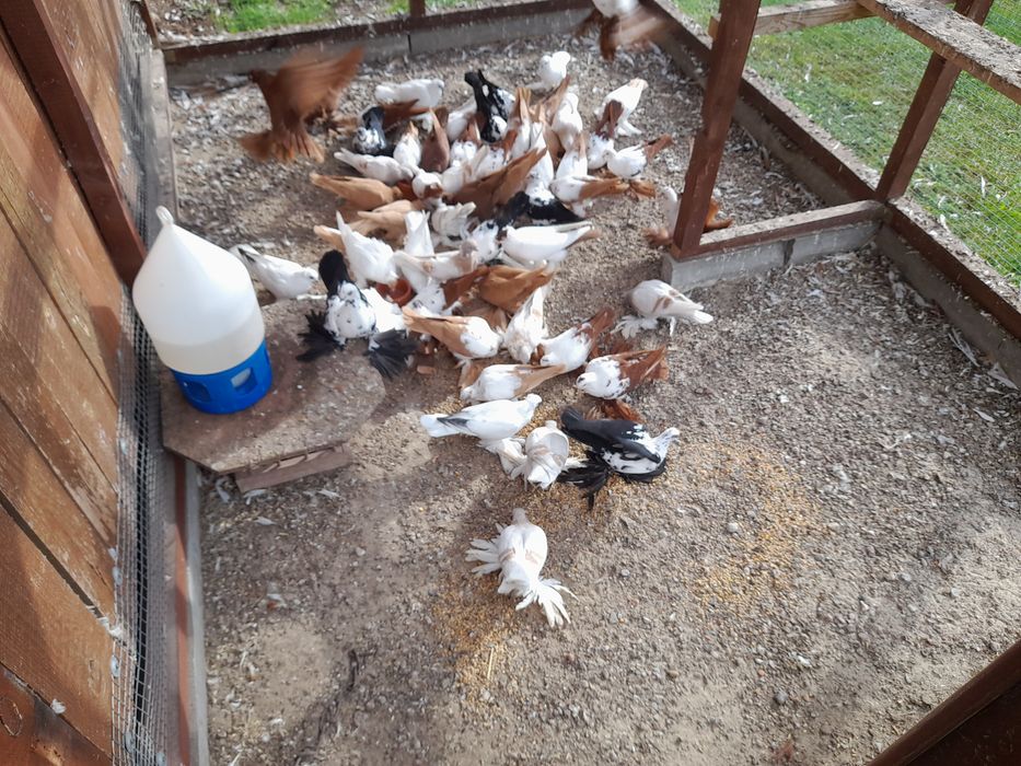 Gołębie ozdobne widyny