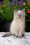 Kocurek blue mink Cattris ragdoll/cherubim