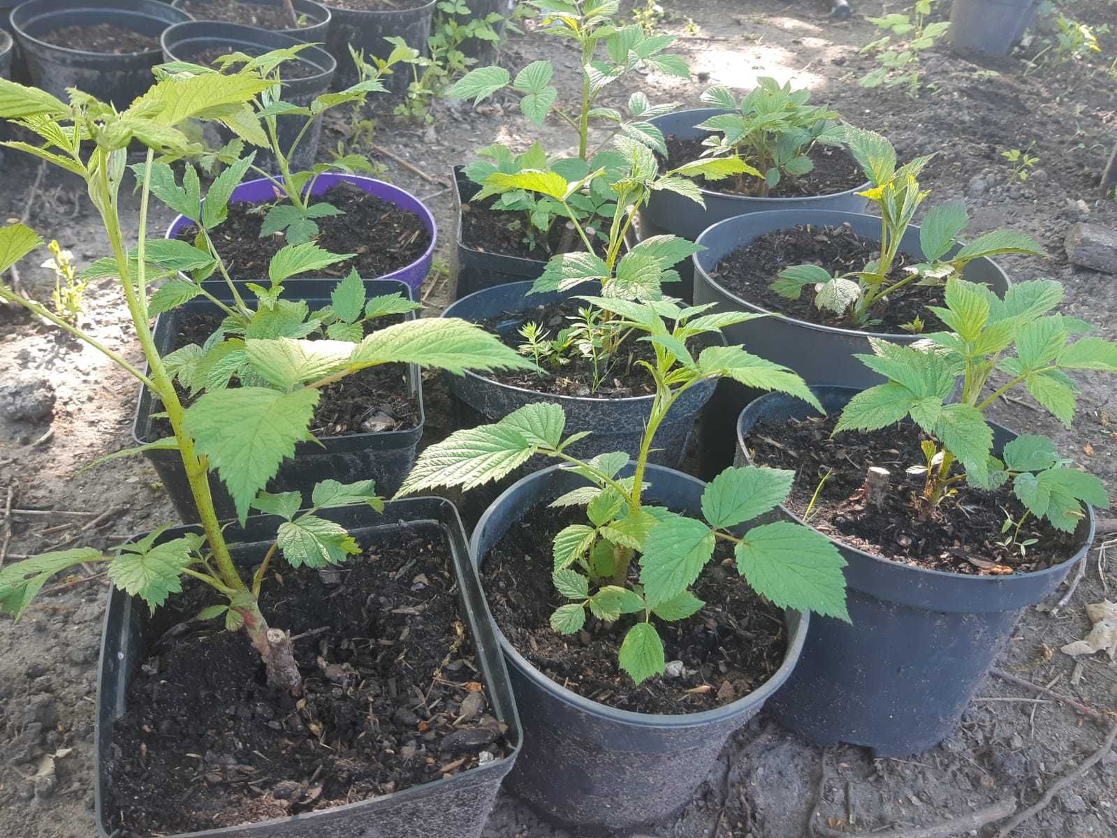 Jeżyny jeżyna bezkolcowa Malina maliny sadzonki