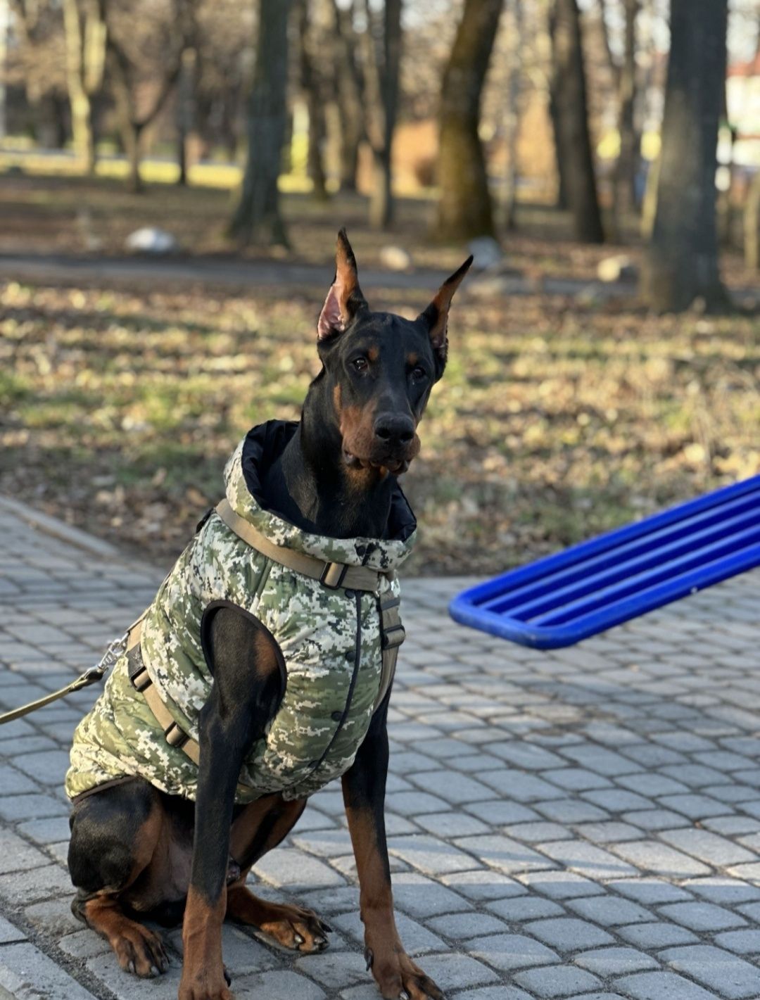 В'ЯЗКА, Пропонуємо кобеля добермана