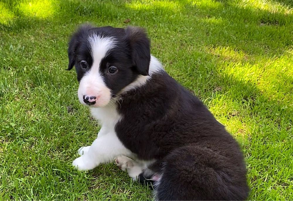 Piesek Border Collie FCI, ZKwP