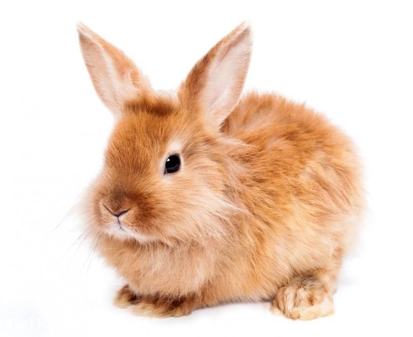 Miniaturka króliczek