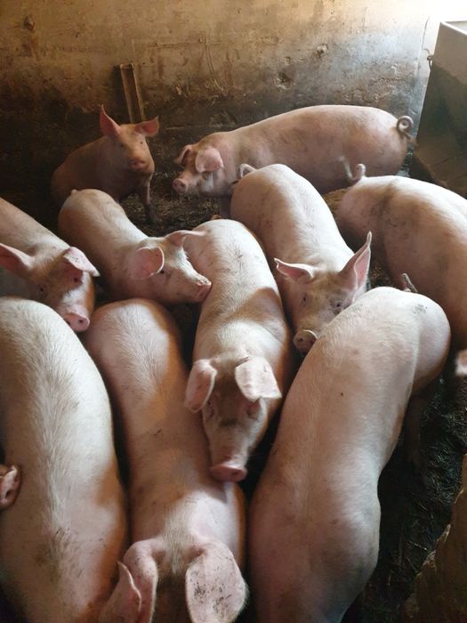 Tuczniki,świnie sprzedam