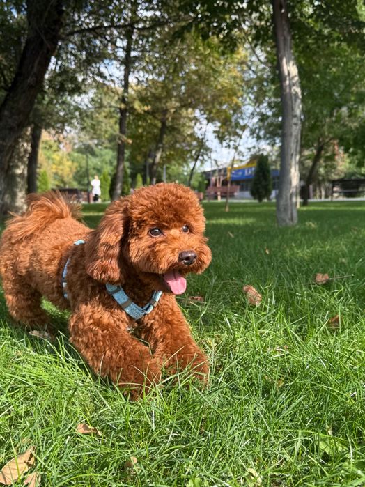 Вязка. Общительный и милый той пудель ищет невесту