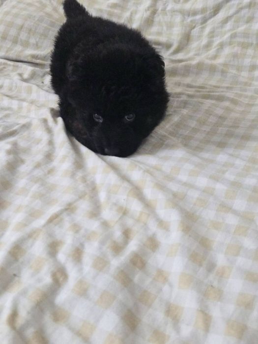 Witam sprzedam Suczke  Owczarek Niemiecki Dlugowlosy