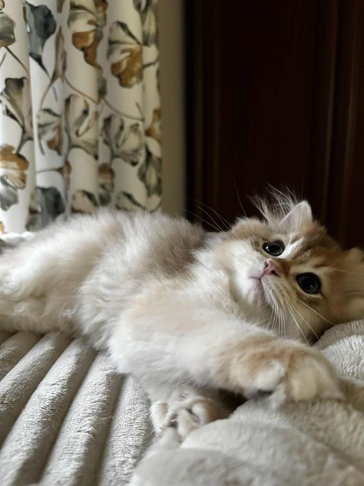 Kot brytyjski kocurek złoty