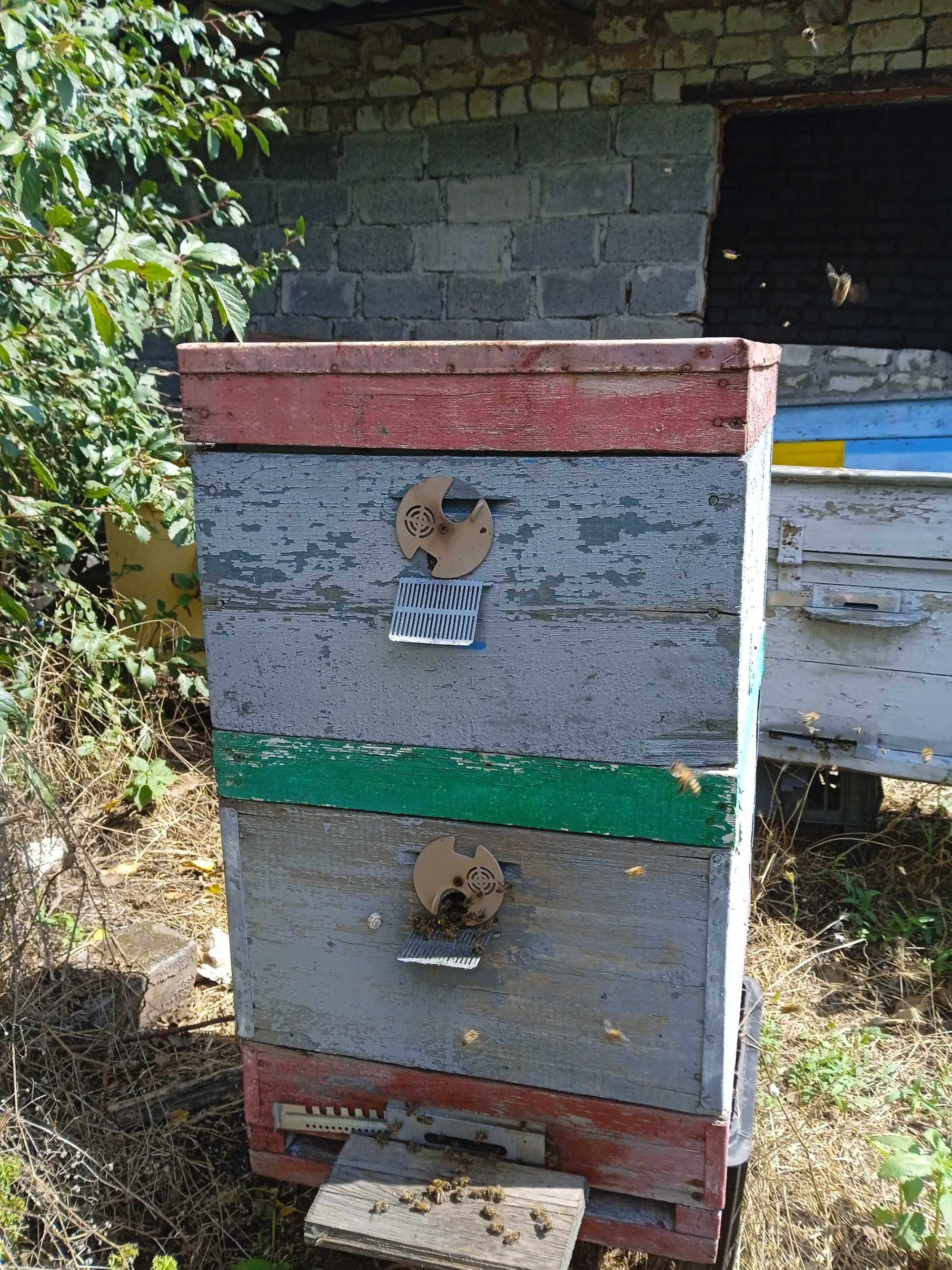 Пчелы семьи пасика