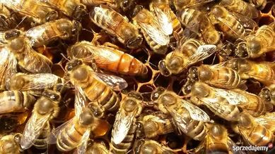 ELGON Matki pszczele unasiennione czerwiące odkłady wysyłka 2024 r.