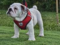 Buldog angielski chlopiec Fci Oluś