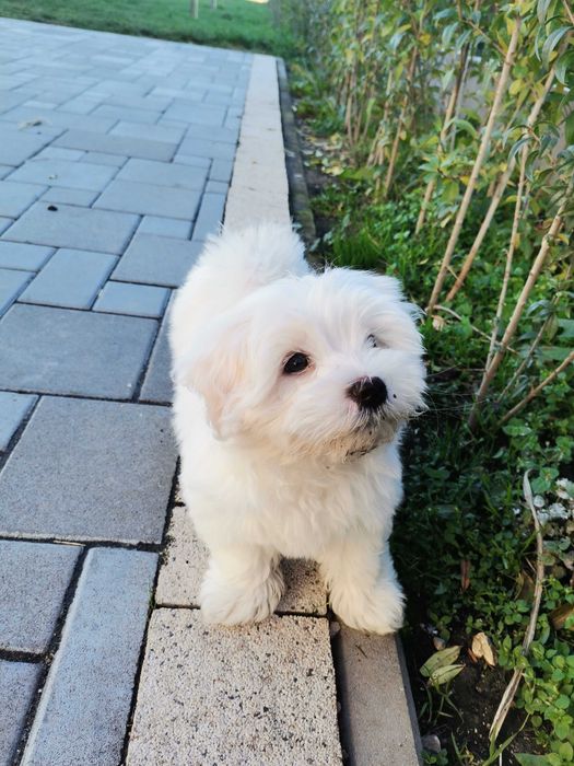 Śliczny piesek, maltańczyk