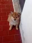 Spitz alemão macho laranja