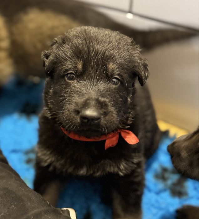 Owczarek niemiecki FCI