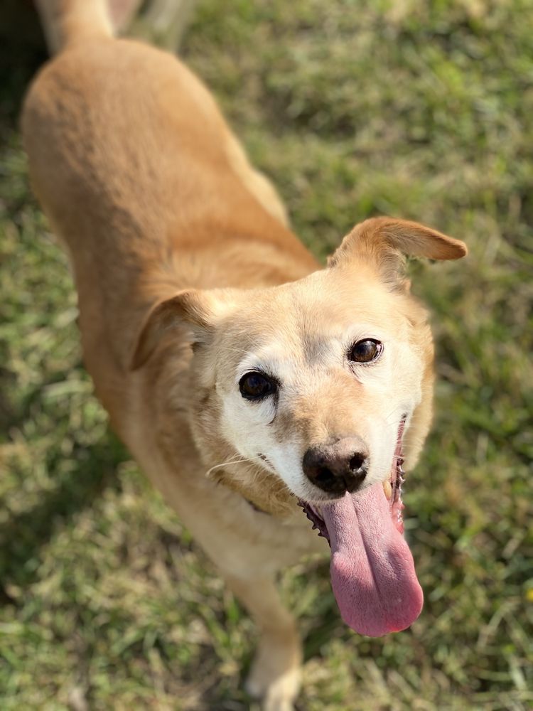 Lola sunia o złotym sercu do adopcji