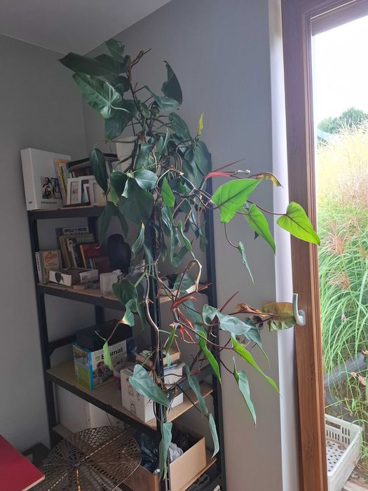 duża ceramiczna doniczka i filodendron red emerald