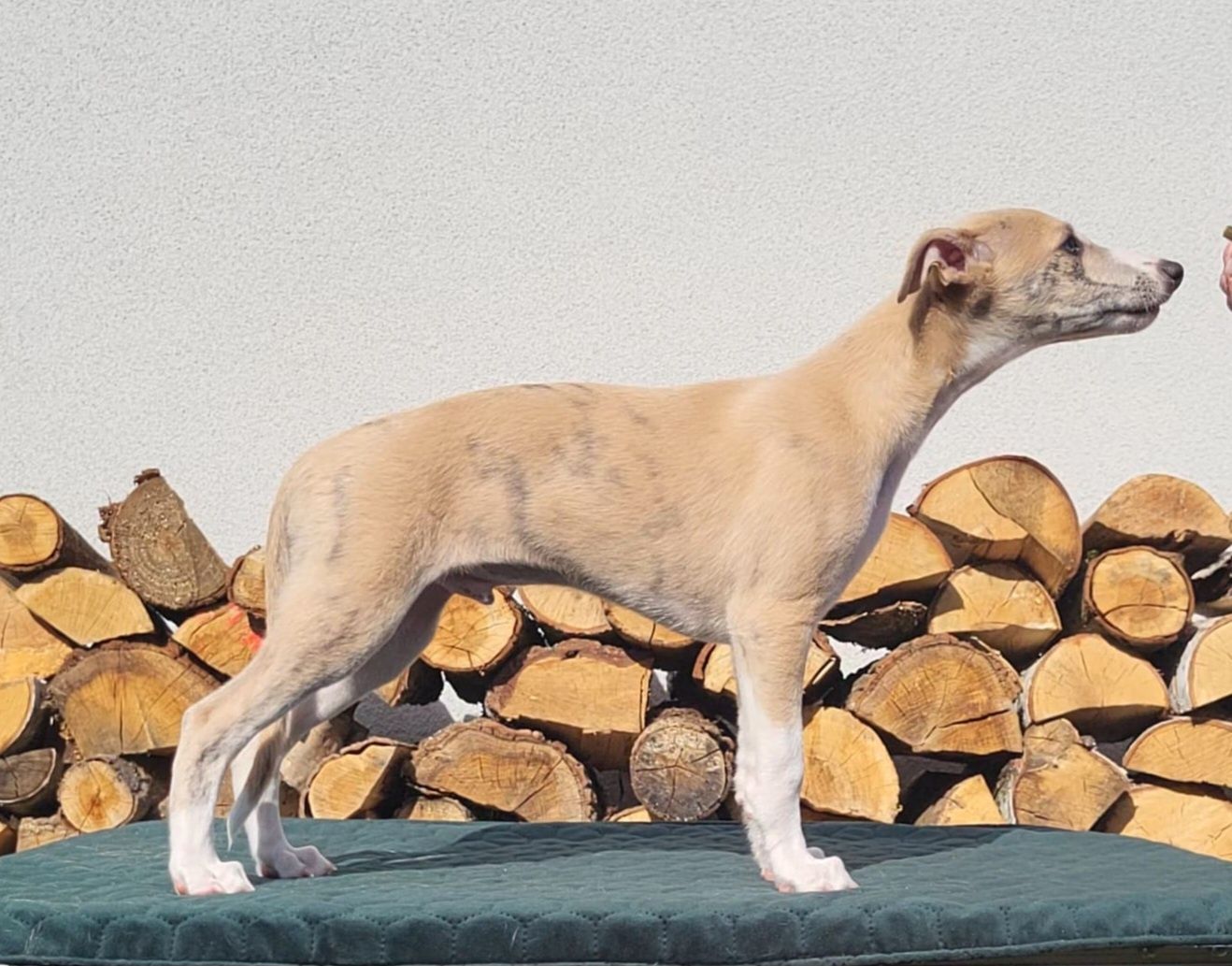 Szczeniaczki  - whippet