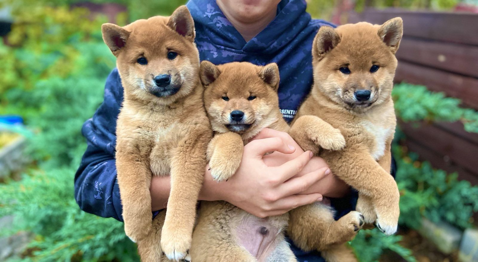 Щенок породы Shiba inu (Сиба ину/ шиба ину)