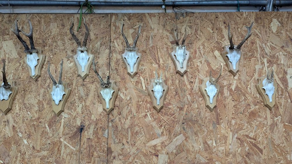 Poroże sarny koziołka kozła