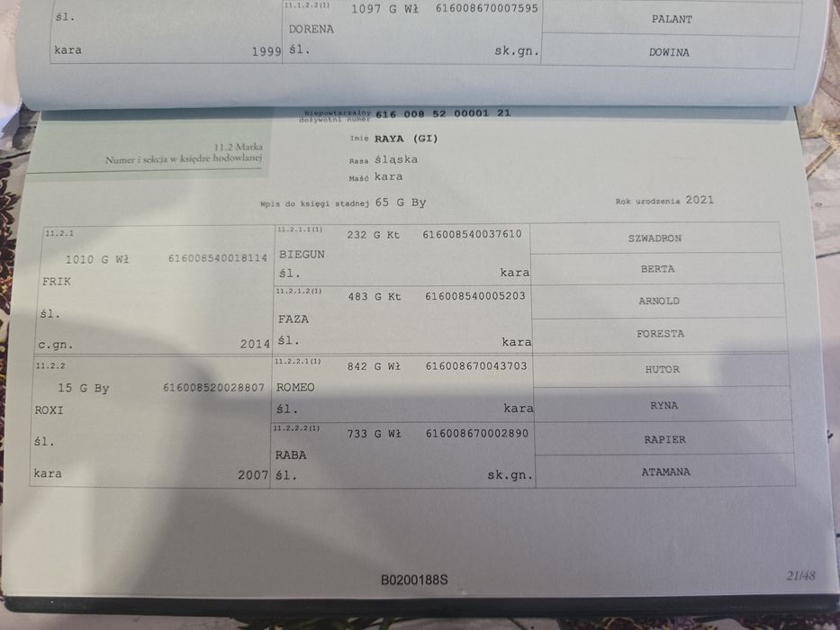 Sprzedam ogierka 8 miesiecy