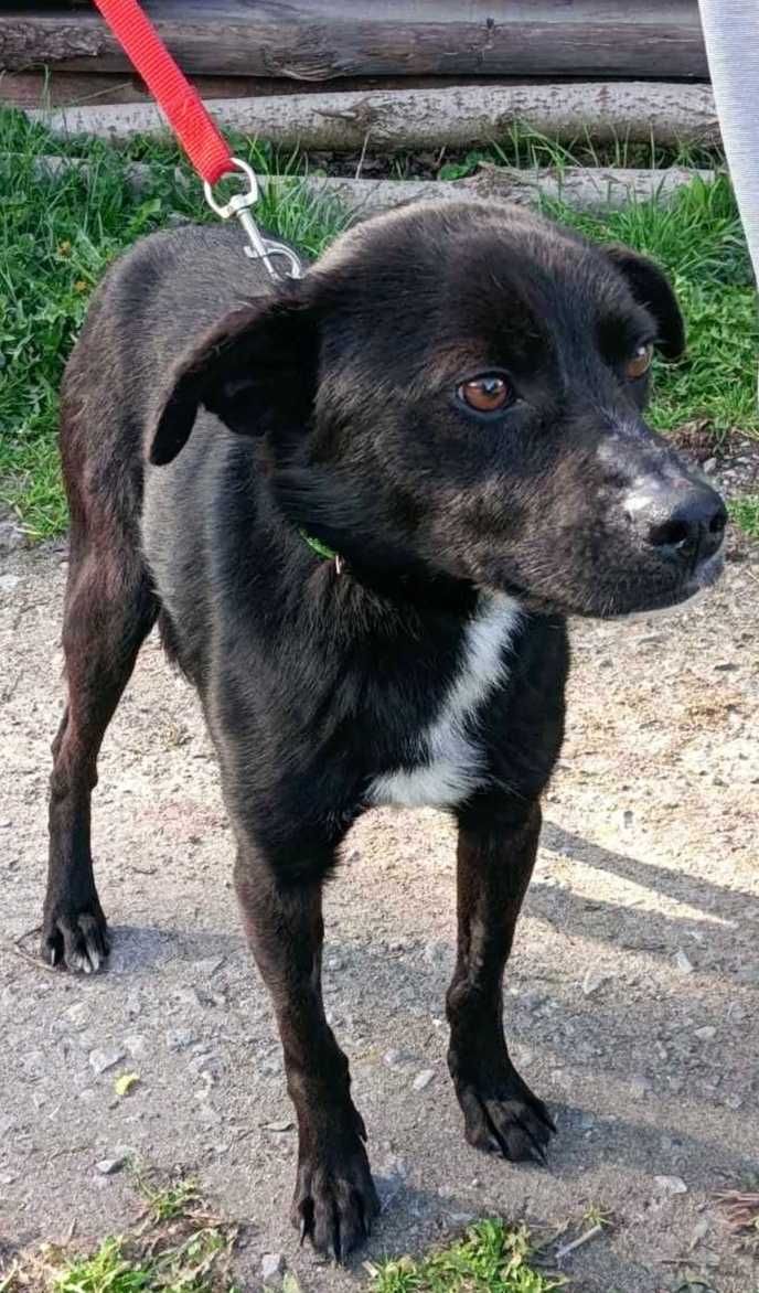 Batman-DELIKATNY, wrażliwy, średni (15kg)