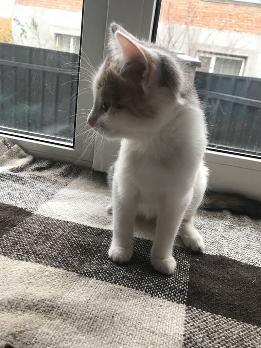 Кошенятко в добрі руки .БЕЗКОШТОВНО!