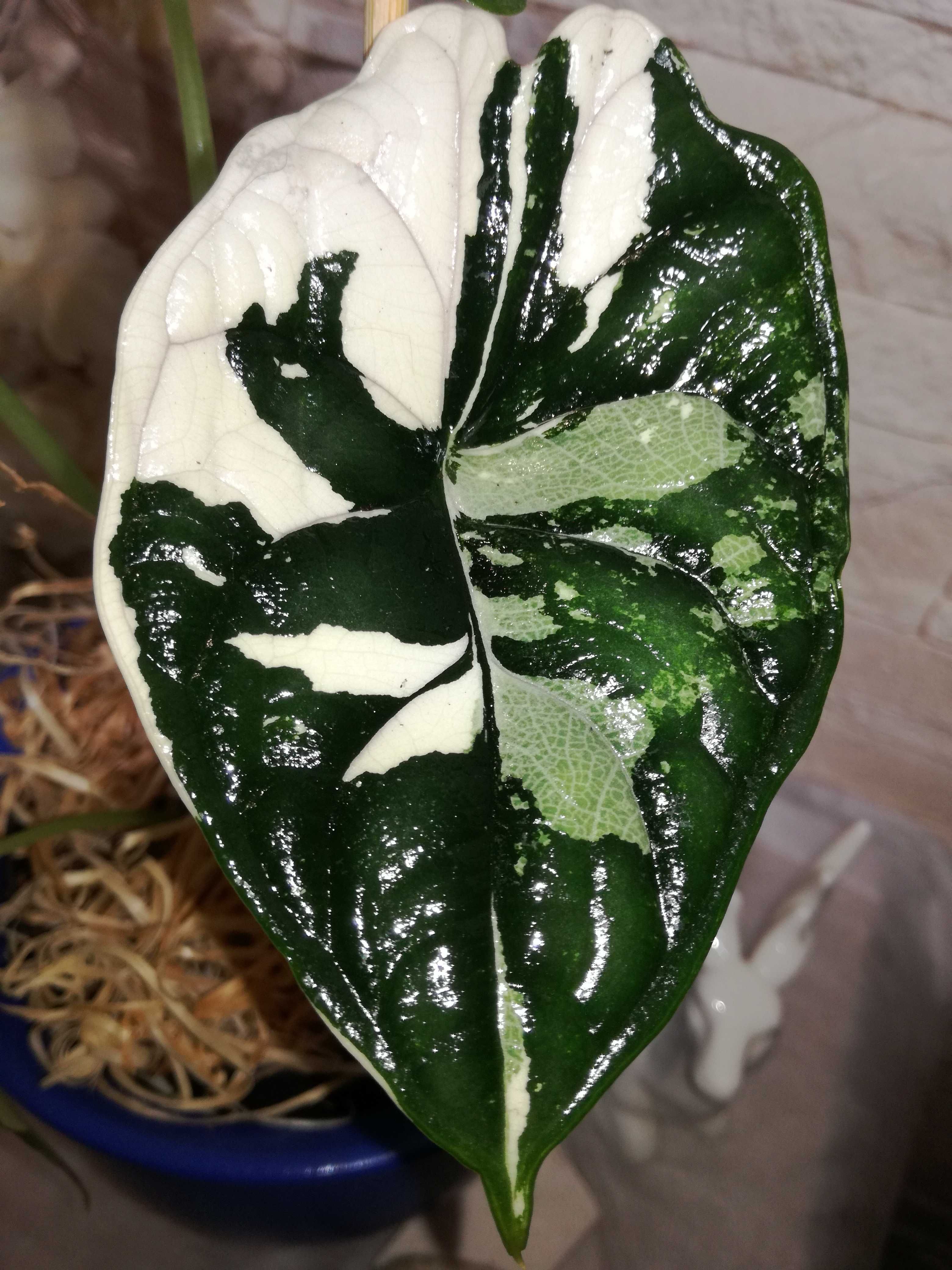 INTERNAT Alocasia Baginda Albo Variegata filodendron philodendron bulb