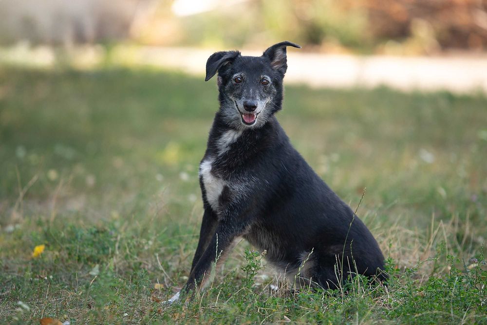 Віддам в добрі руки лагідну собаку Агірру.